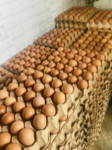 large eggs for sale