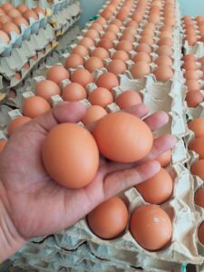 Large Eggs for Sale