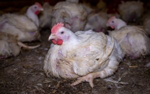 Broiler Chickens For Sale