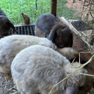 Rabbits for sale