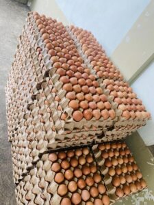 small eggs for sale