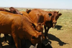 Bonsmara cattles for sale