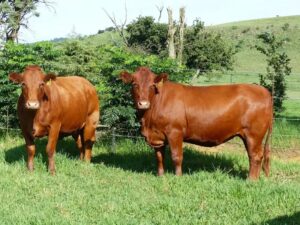 Bonsmara cattles for sale