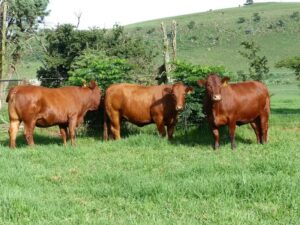 Bonsmara cattles for sale