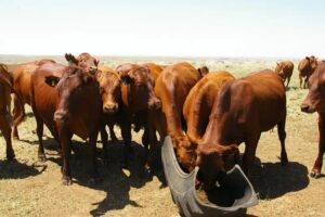 Bonsmara cattles for sale