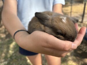 Rabbits for sale 