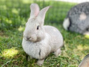 Rabbits for sale 