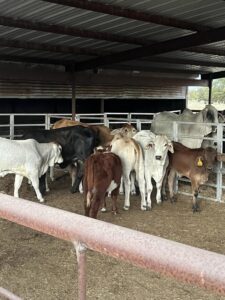 Brahman Cattles for Sale