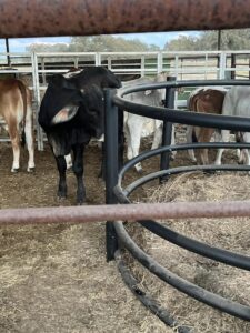 Brahman Cattle for Sale