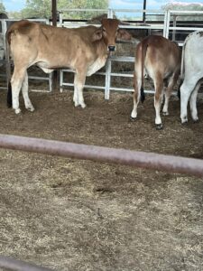 Brahman Cattles for Sale