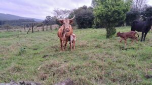 Nguni Cattles for Sale