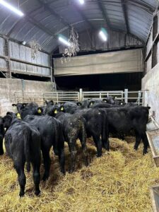 Angus Cattles For Sale