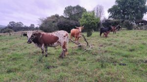 Nguni Cattles for Sale