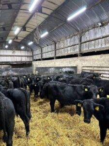 Angus Cattles For Sale