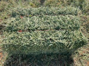 Alfalfa Hay Bales For Sale