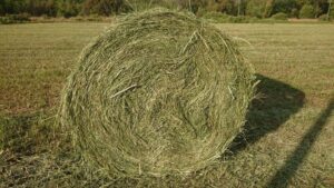 Alfalfa Hay Bales For Sale