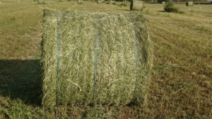 Alfalfa Hay Bales For Sale