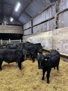 Angus Cattles For Sale