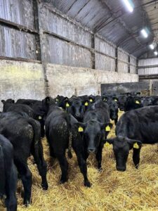 Angus Cattles For Sale