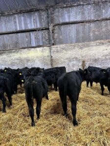 Angus Cattles For Sale