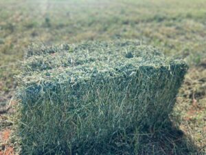 Alfalfa Hay Bales For Sale