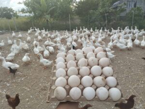 Pekin ducks for sale