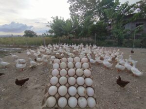 Pekin ducks for sale