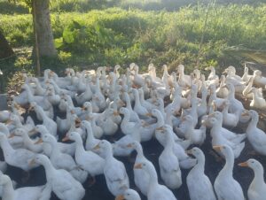 Pekin ducks for sale