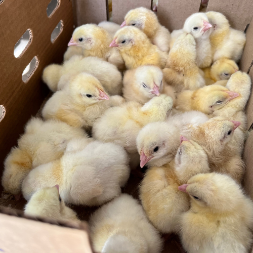 Dayold Chicks