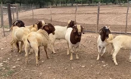 Boer goats for sale