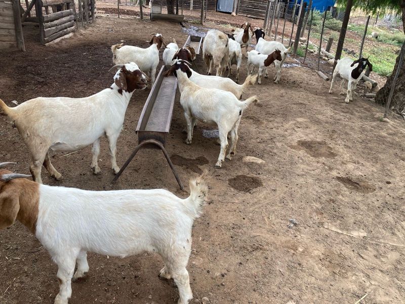 Goats for sale