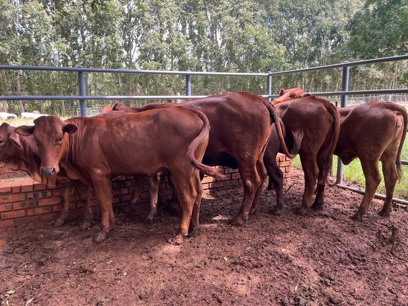 Cattles for sale