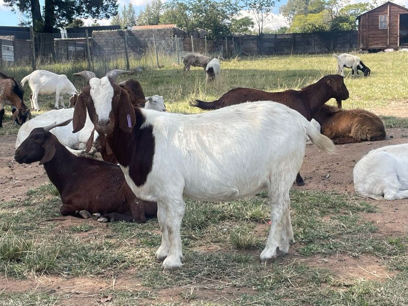 Nguni cattle for sale