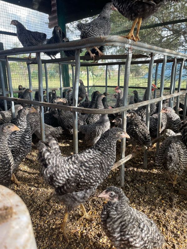 Nguni cattle for sale