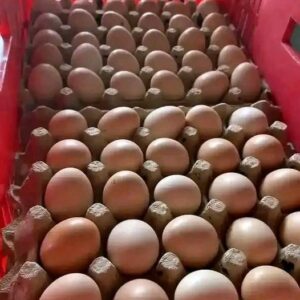 eggs for sale