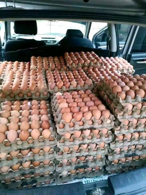 eggs for sale