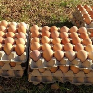 Medium eggs for sale