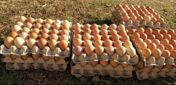 Medium eggs for sale