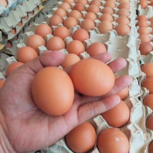 Large Eggs for Sale