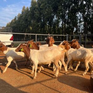 Goats for sale