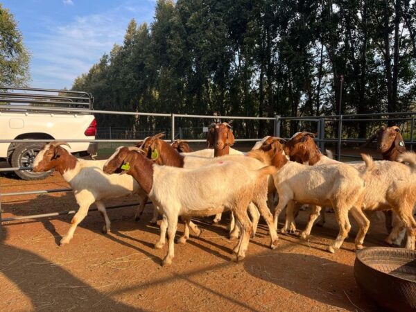 Goats for sale