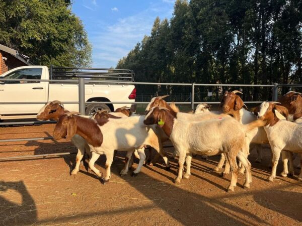 Goats for sale