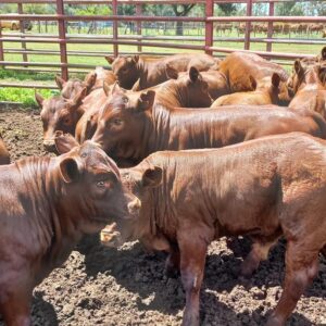 Bonsmara cattles for sale