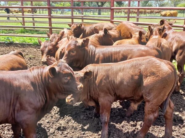 Bonsmara cattles for sale