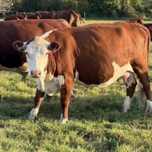 Hereford Cattles For sale