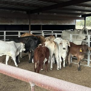 Brahman Cattles for Sale