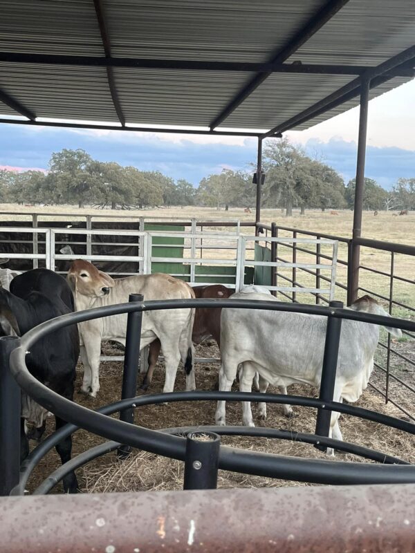 Brahman Cattles for Sale