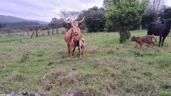 Nguni Cattles for Sale