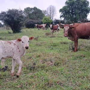 Nguni Cattles for Sale