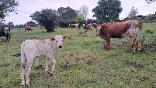 Nguni Cattles for Sale